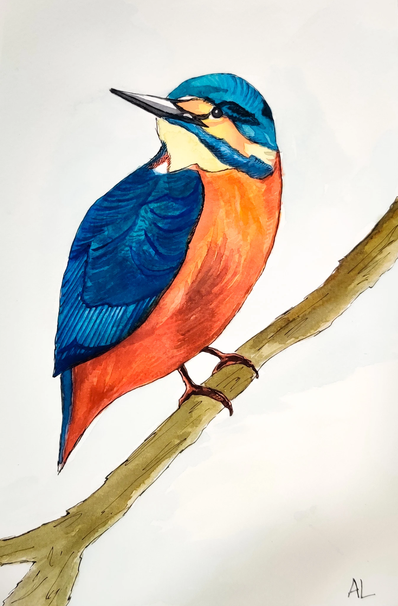Kingfisher