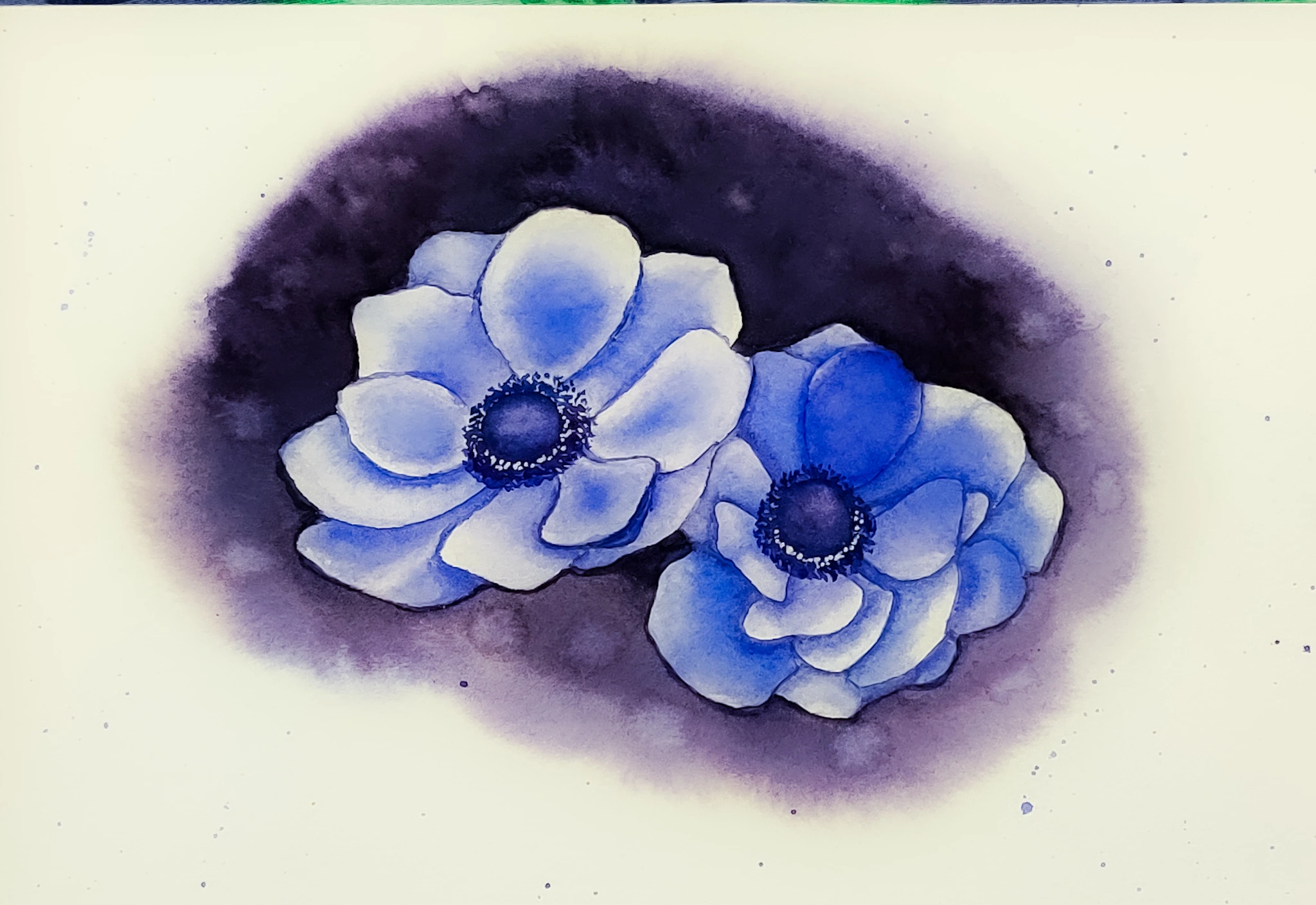 anemone