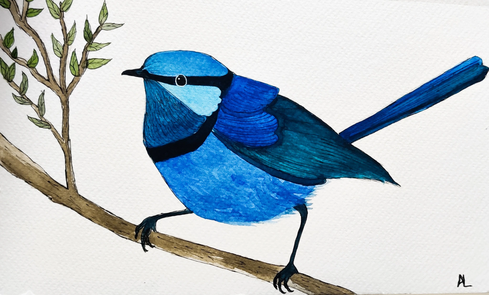 blue-bird