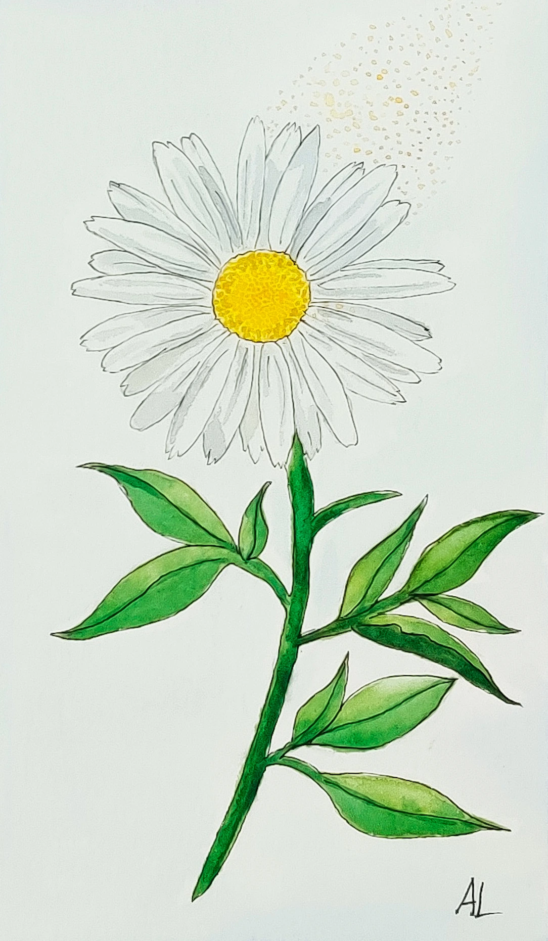 daisy