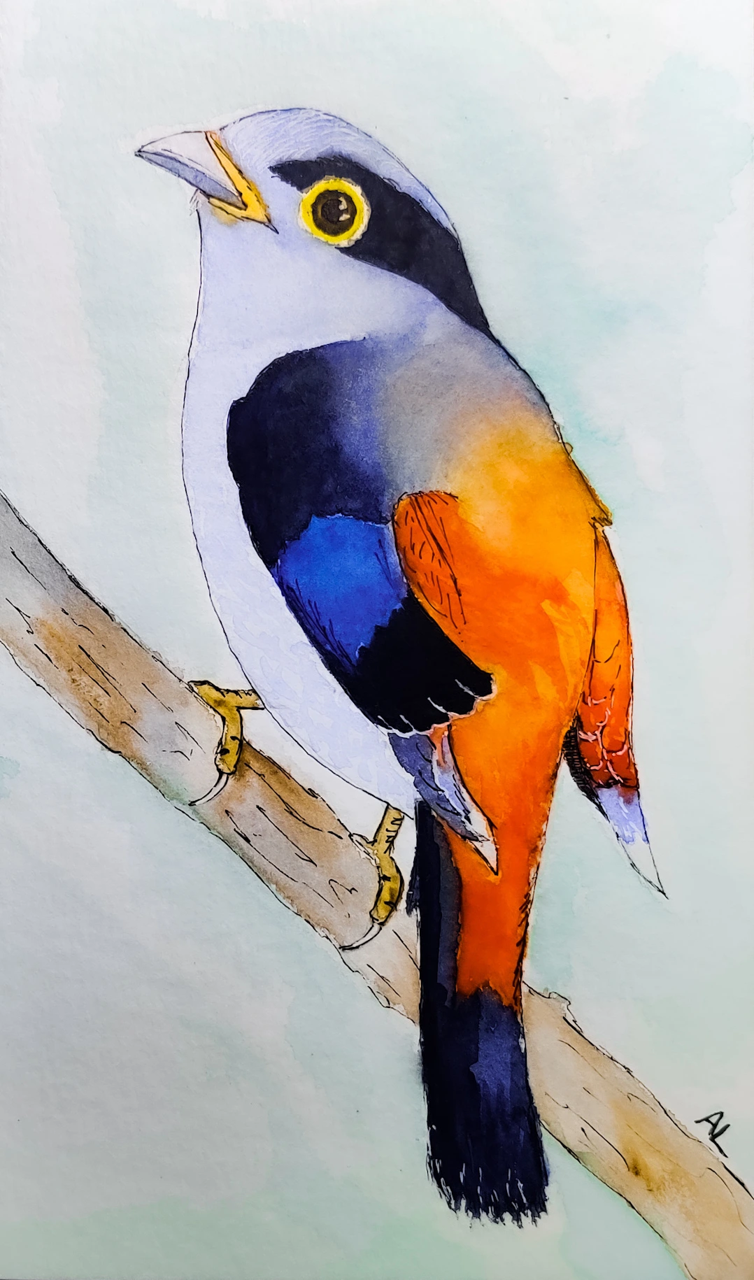 silver-breasted-bird
